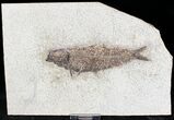Bargain Knightia Fossil Fish - Wyoming #20827-1